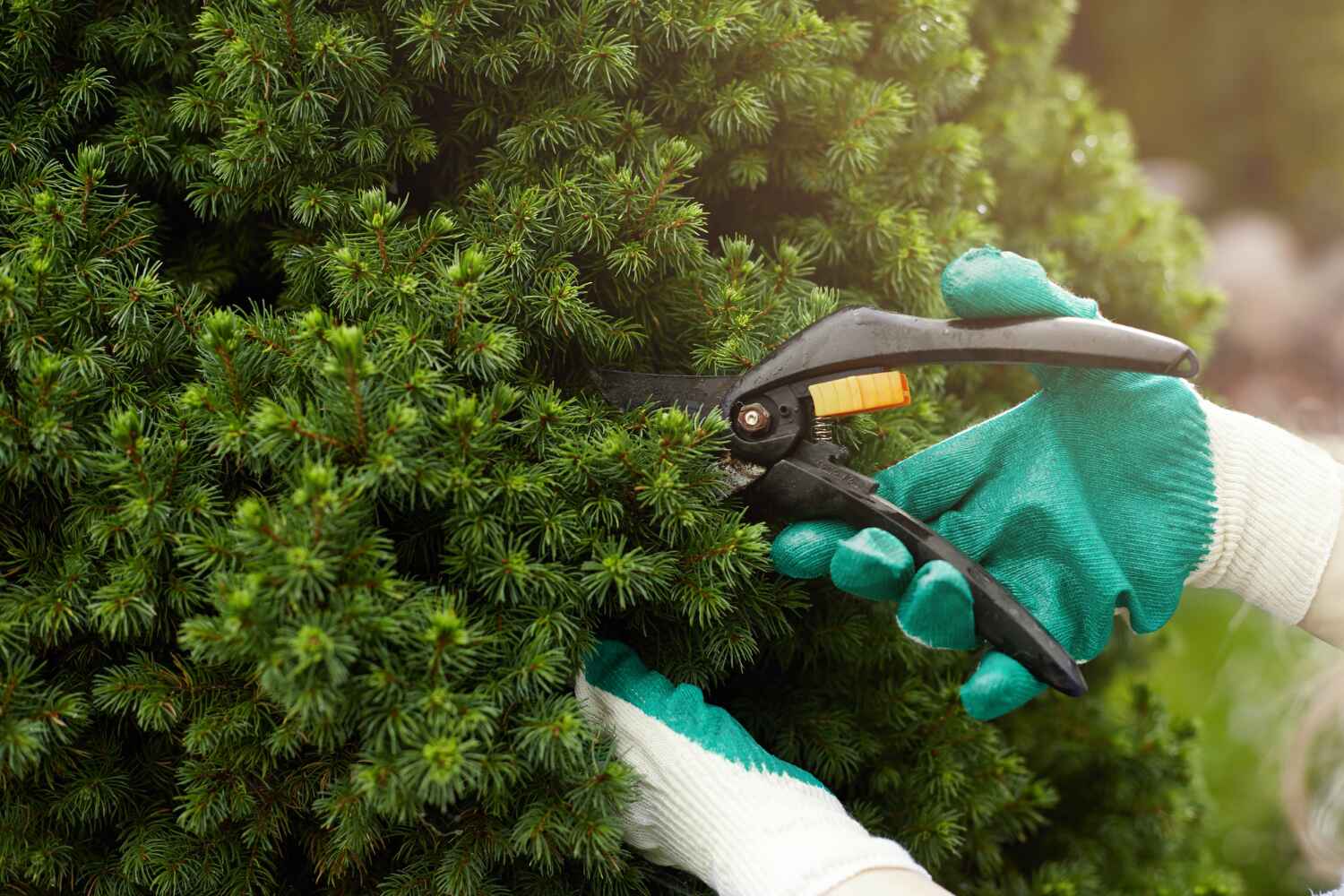 Best Tree Pruning Services  in New Castle, CO